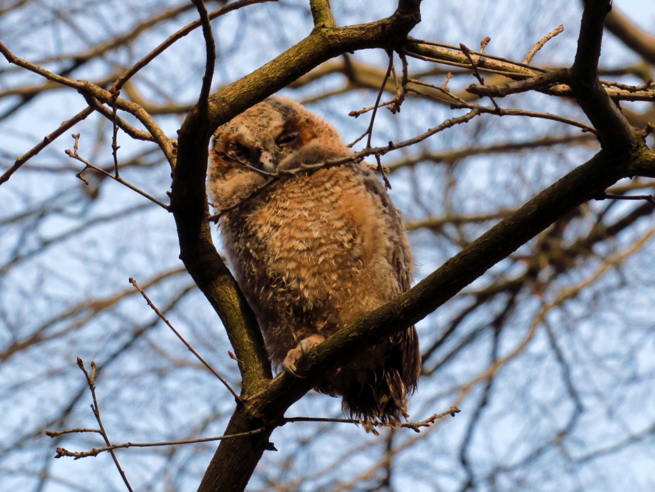 Jonge bosuil - Vogels - 