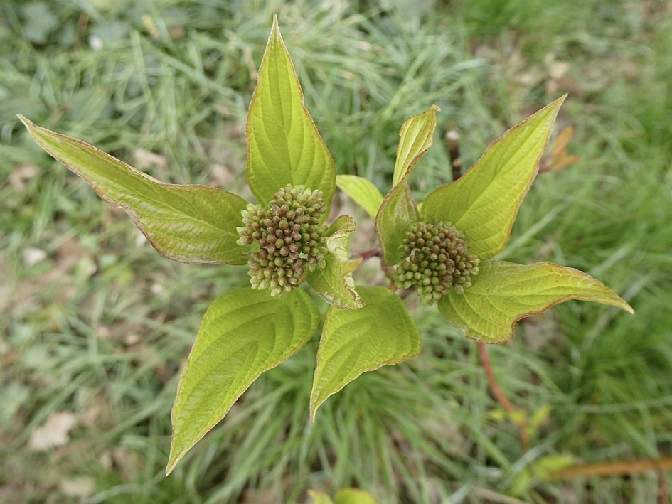 Jonge knoppen - Planten - 