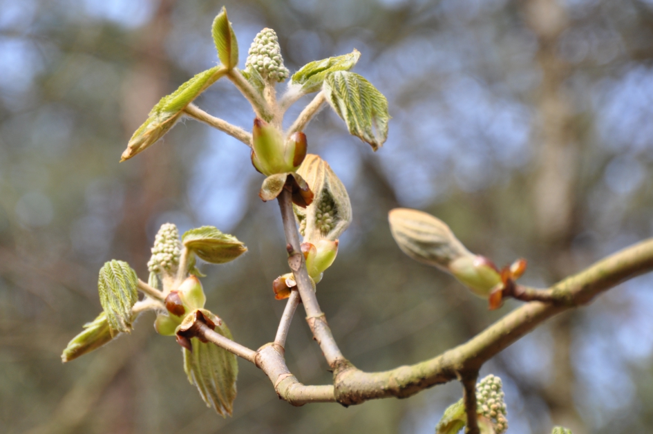 Kastanjeknoppen - Planten - 