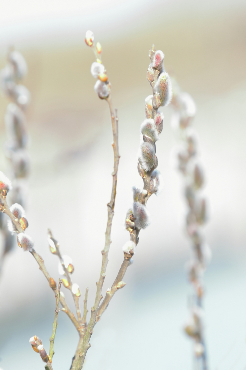 kattenkwaad - Planten - wilg