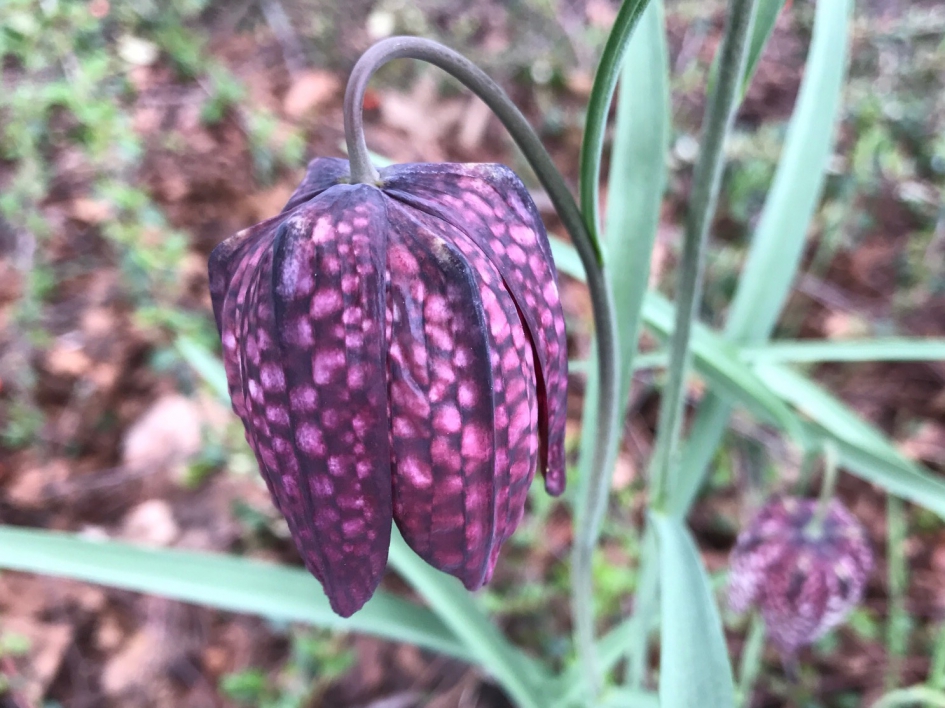 Kievietsbloem - Planten - 