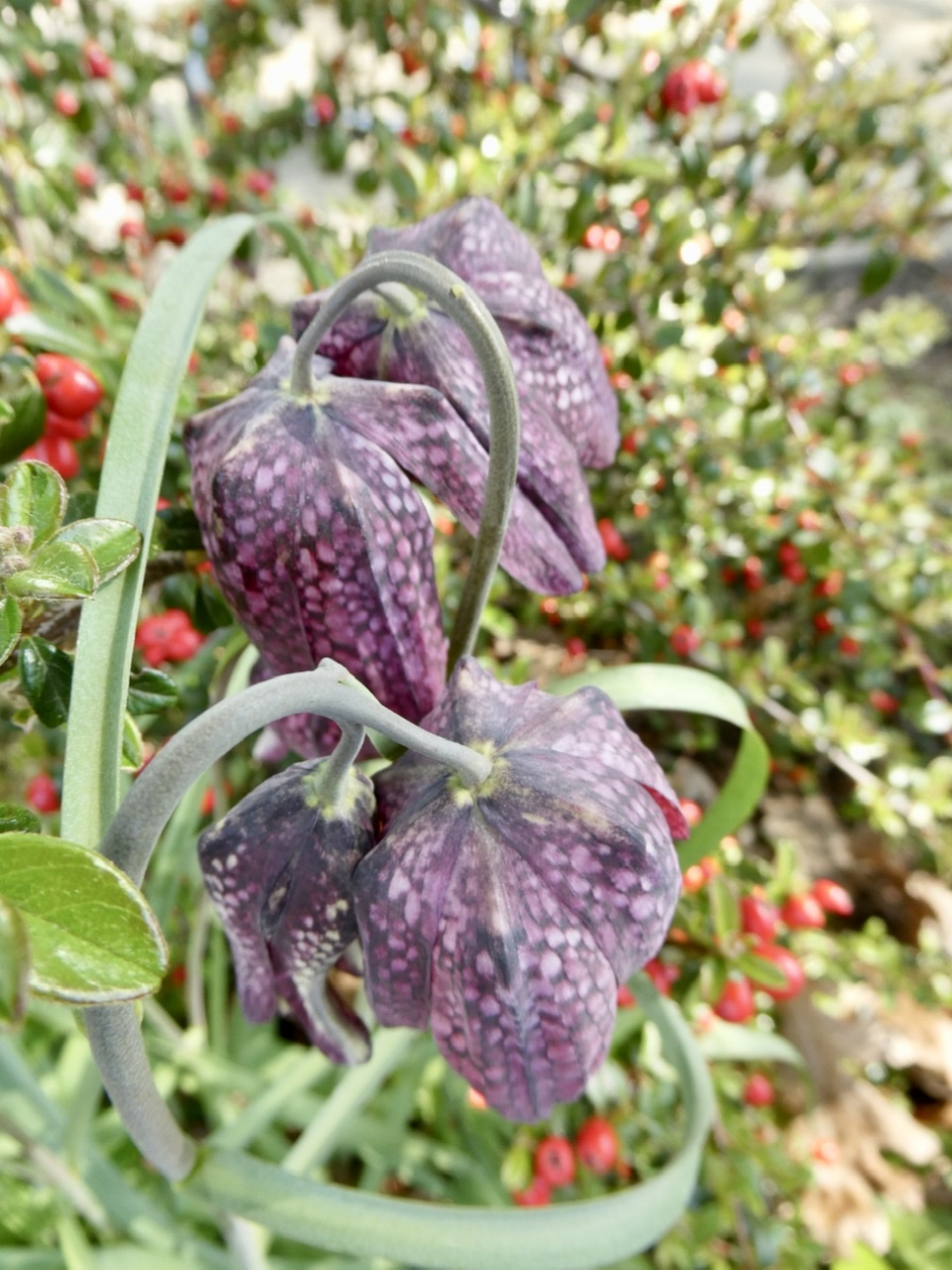 Kievietsbloemen - Planten - 