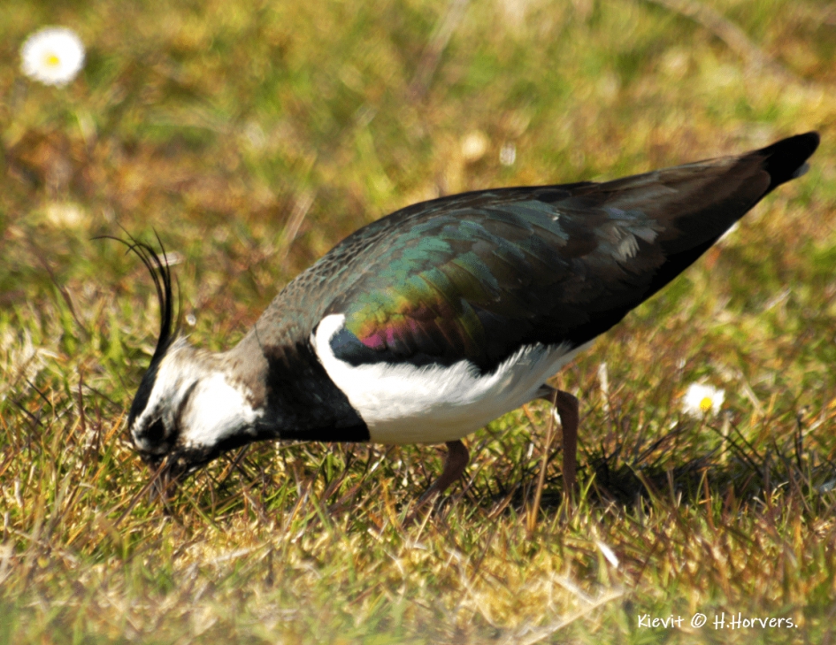 Kievit - Vogels - Kievit