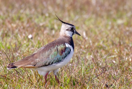 Kievit in de polder