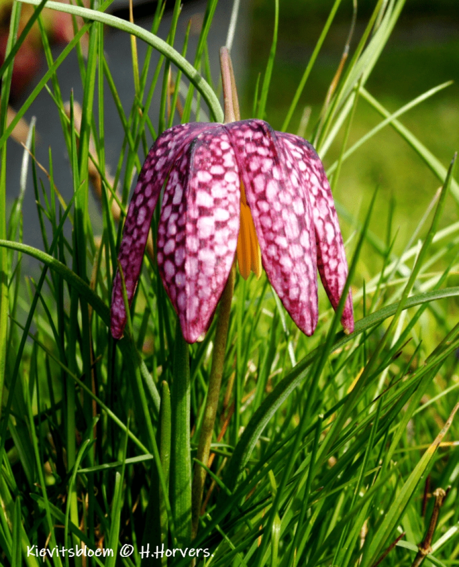 Kievitsbloem - Planten - Kievitsbloem