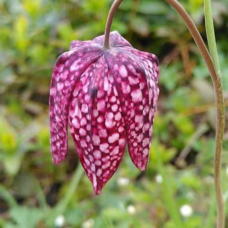 Kievitsbloem