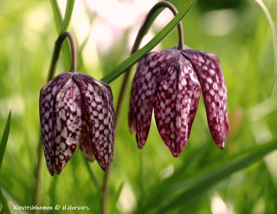Kievitsbloemen - Planten - Kievitsbloemen