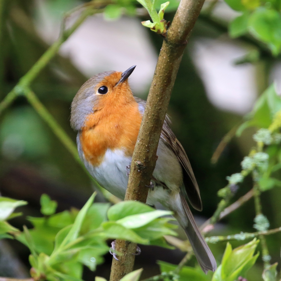 Kijk omhoog Sammy - Vogels - Roodborst