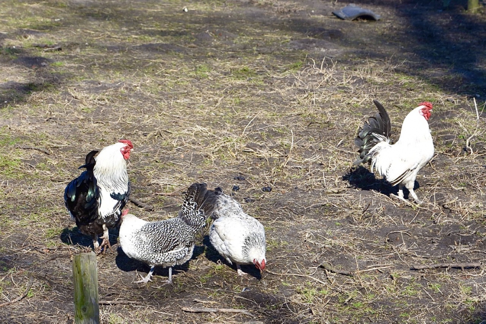 Kippen en haantjes - Vogels - 