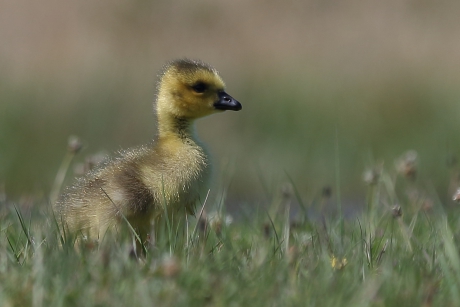 kleine -grote Canadese gans-