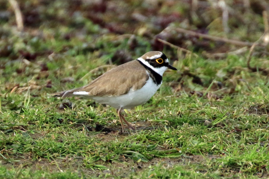 Kleine plevier - Vogels - 