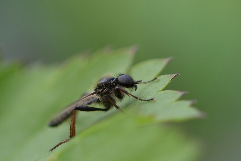 kleine rouwvlieg - Geleedpotigen - kleine rouwvlieg