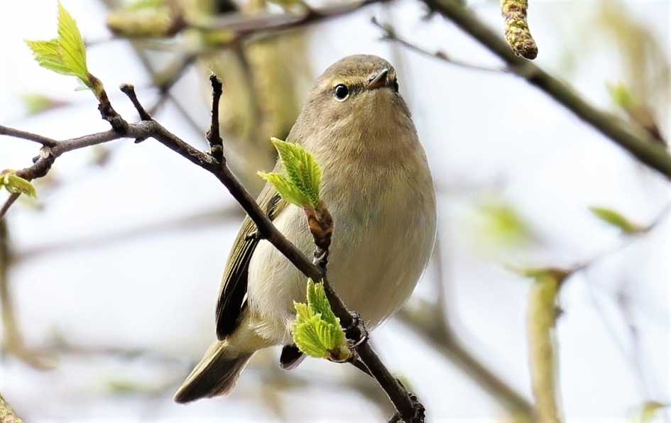 kleine zanger - Vogels - Fitis