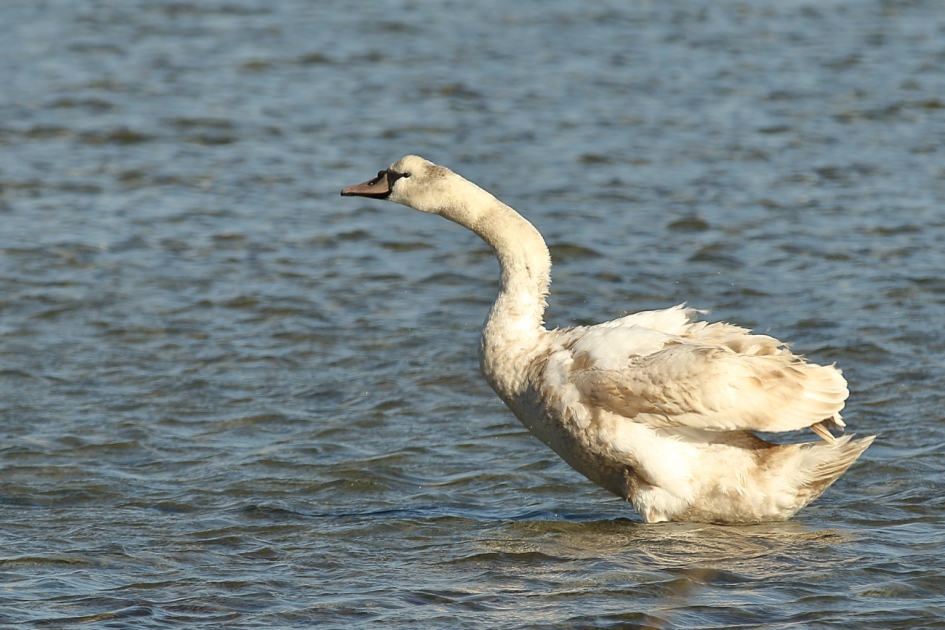 knobbelzwaan - Vogels - knobbelzwaan