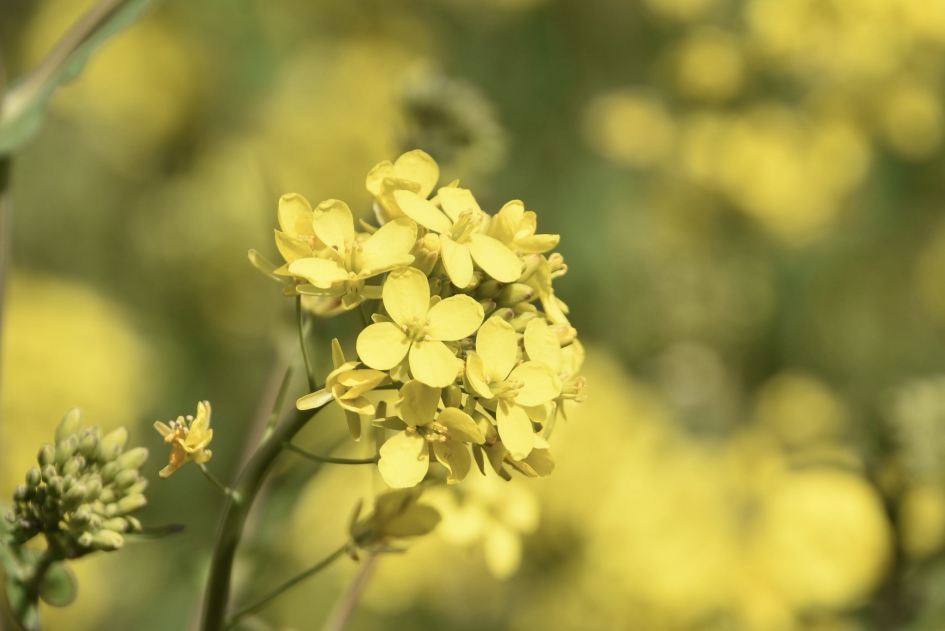 Koolzaad - Planten - 