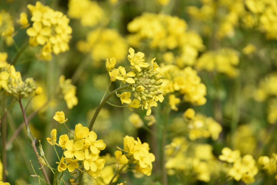 Koolzaad - Planten - 