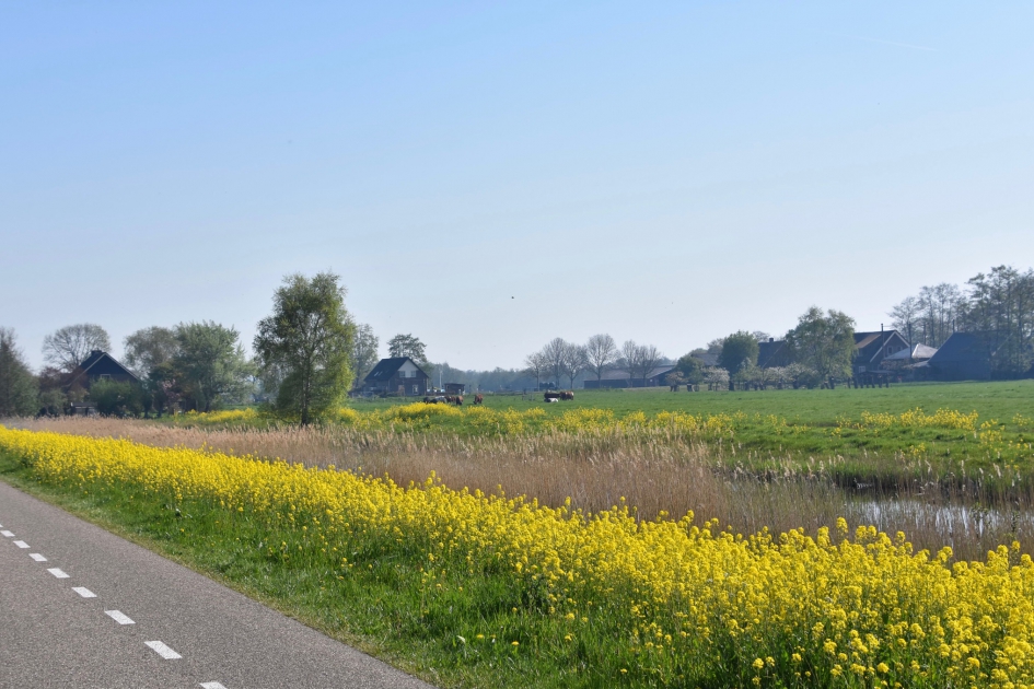 Koolzaad - Planten - 