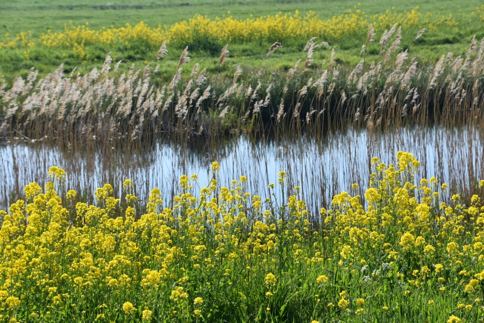 Koolzaad - Planten - 