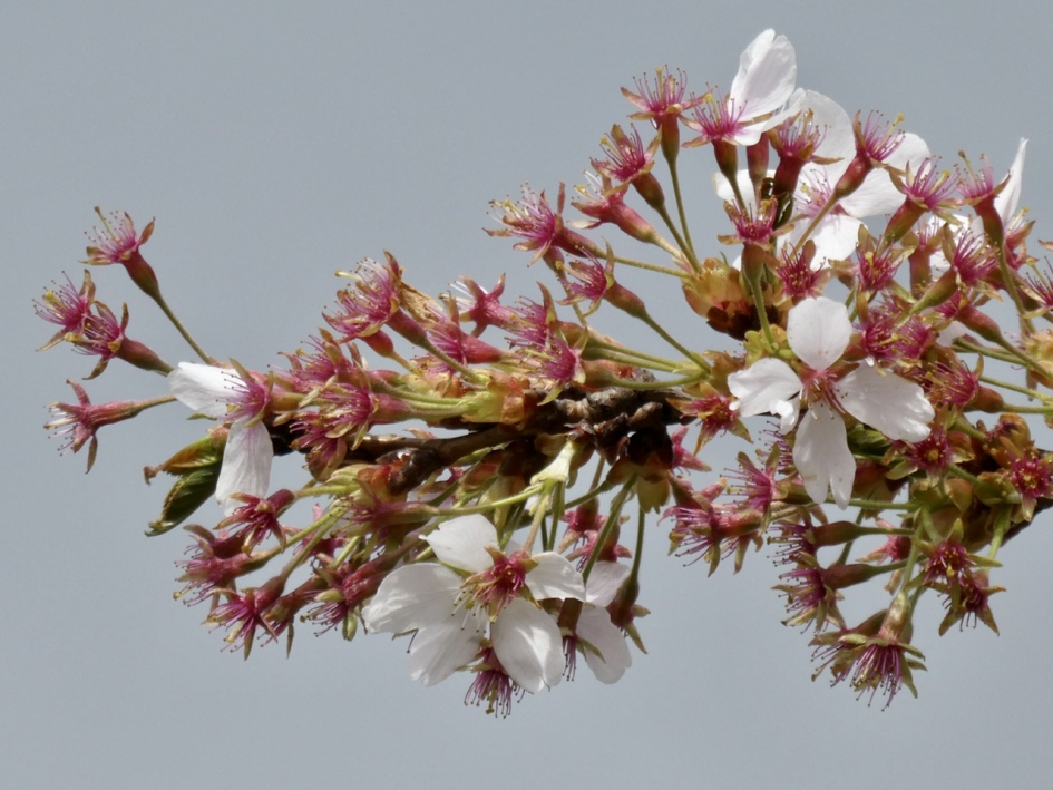 Kou en wind jaagt ..... - Planten - 