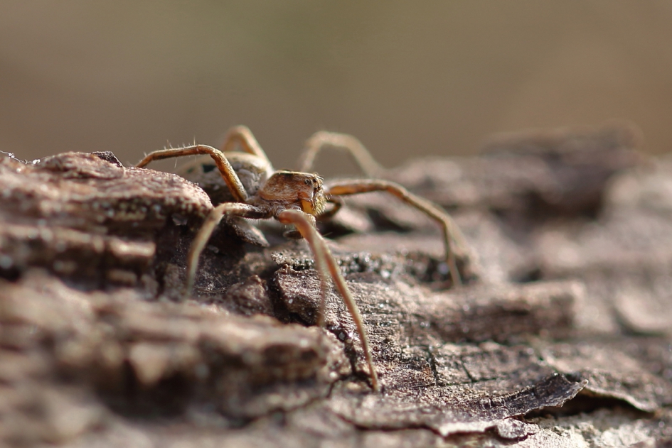 kraamwebspin - Geleedpotigen - kraamwebspin