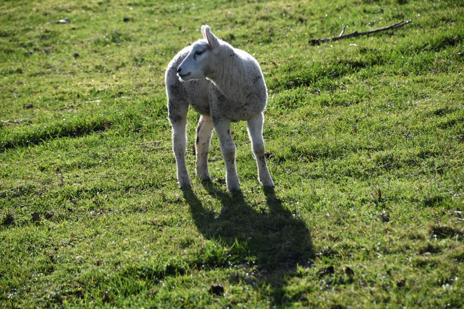 Lammetje - Zoogdieren - 