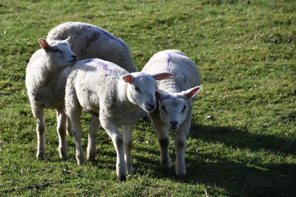 Lammetjes - Zoogdieren - 