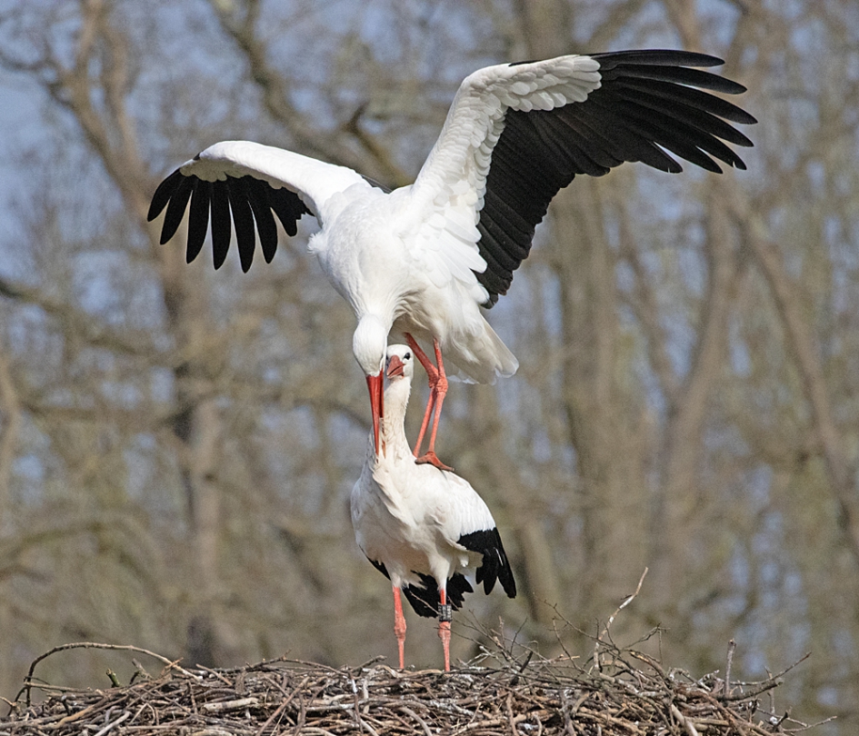 Lente ooievaars - Vogels - ooievaars