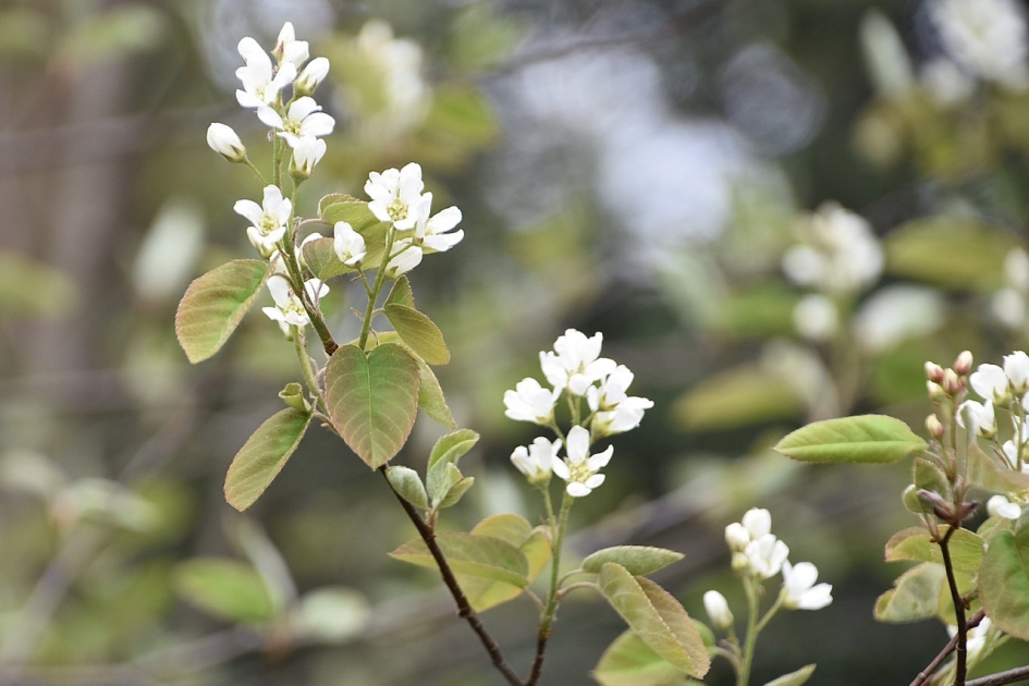 Lentebloesem - Planten - 