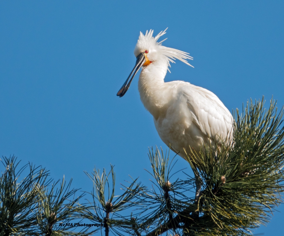 Lepelaar. - Vogels - Lepelaar.