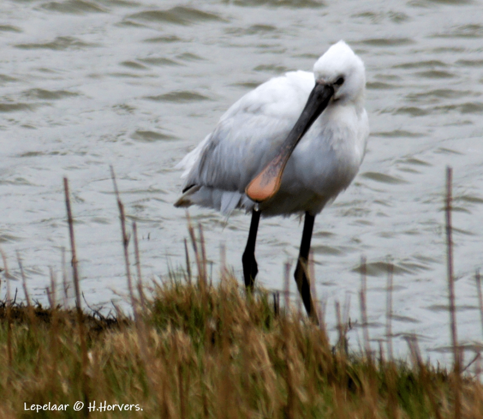 Lepelaar - Vogels - Lepelaar
