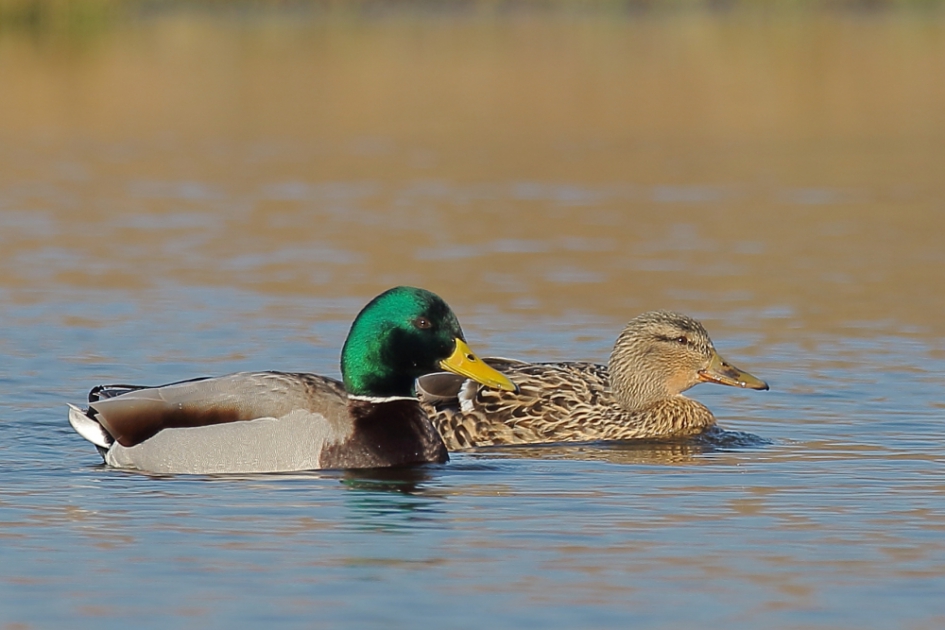 leuk weetje - Vogels - wilde eend