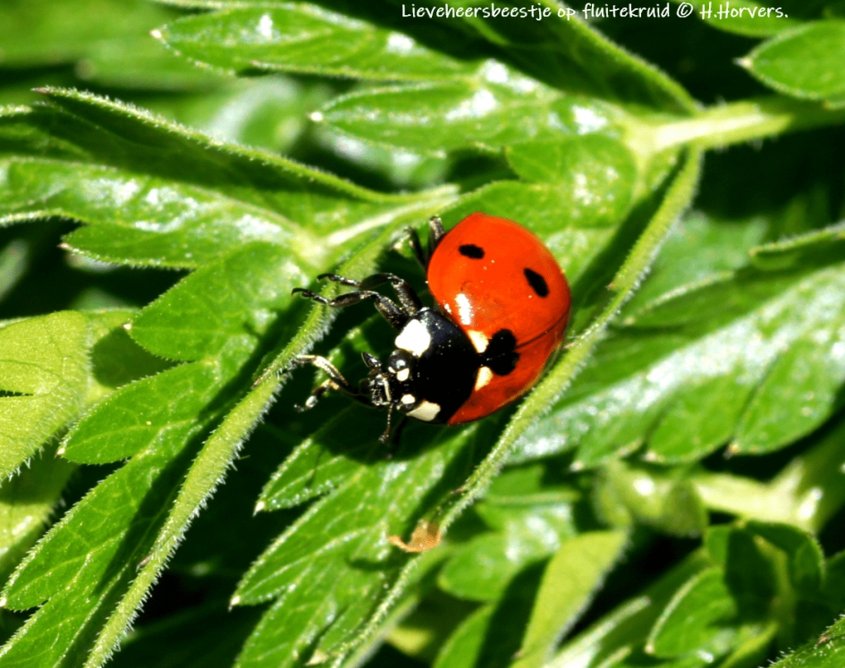 Lieveheersbeestje op fluitekruid. - Geleedpotigen - Lieveheersbeestje