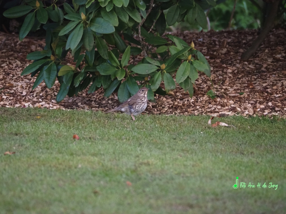 Lijster - Vogels - 