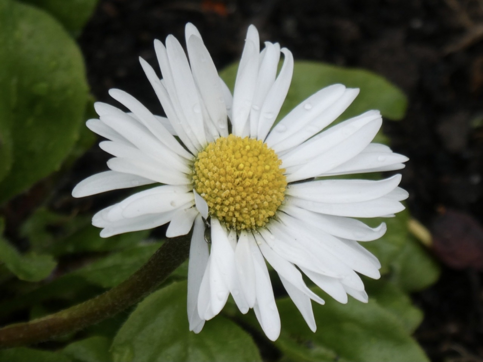 Madelief - Planten - 