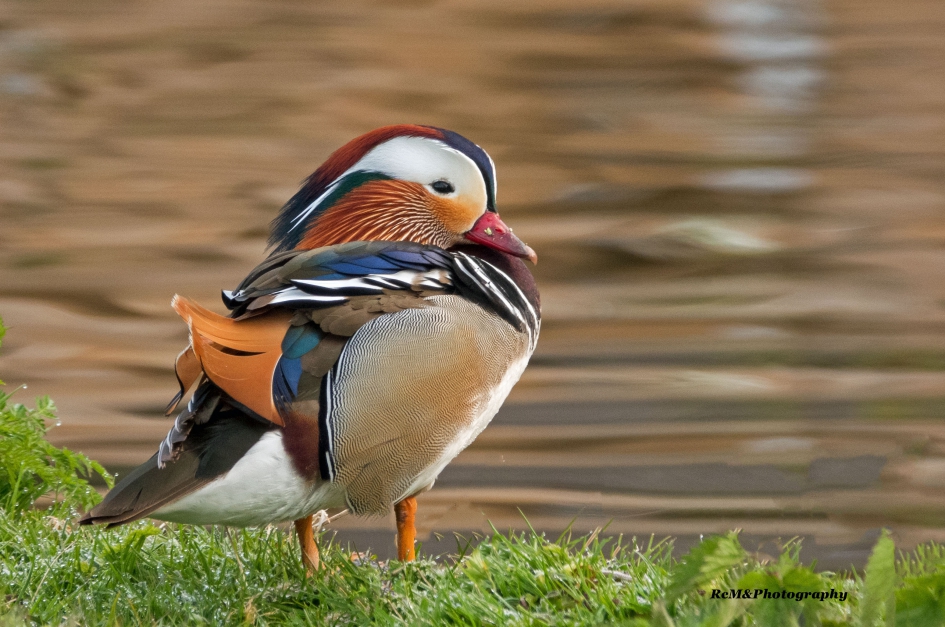 Mandarijneend. - Vogels - Mandarijneend.