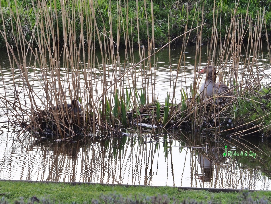 Meerkoet en Grauwe Gans - Vogels - 