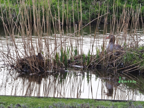 Meerkoet en Grauwe Gans