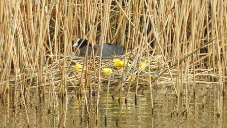 Meerkoet op narcisnest