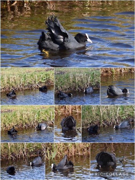 Meerkoeten in aanvalshouding