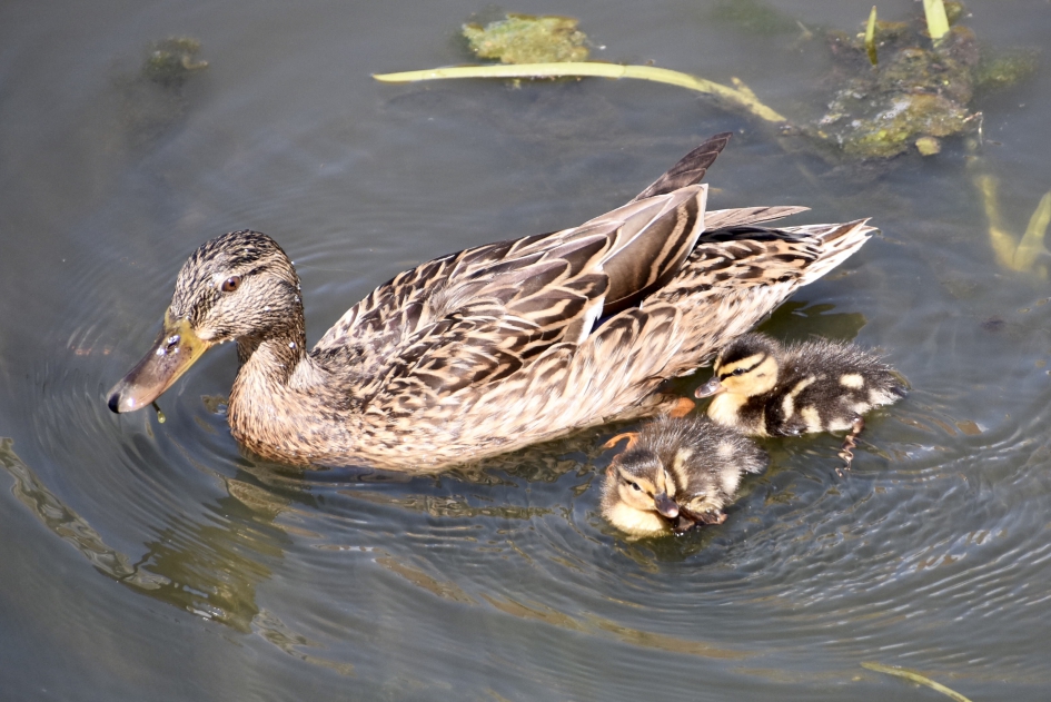 Moeder eend - Vogels - 
