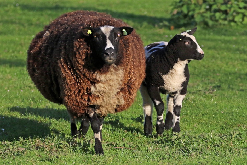 Moeder en dochter - Zoogdieren - 