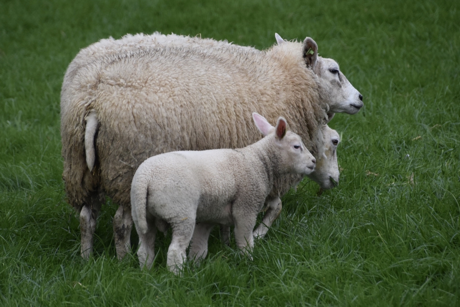 Moeder met lammetje - Zoogdieren - 