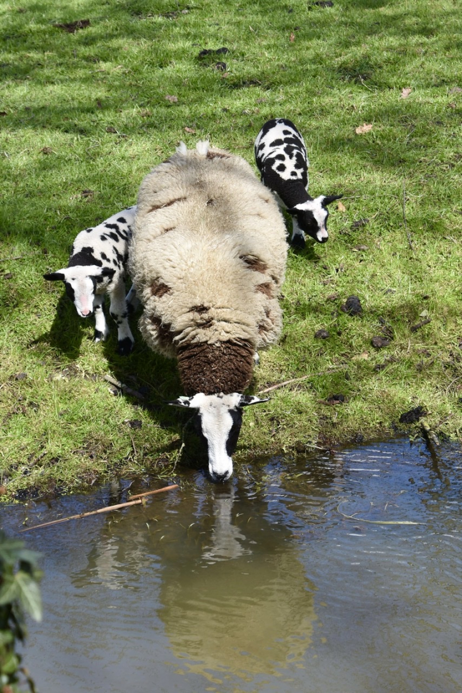 Moeder schaap heeft dorst - Zoogdieren - 
