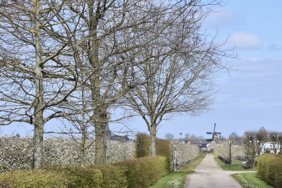 Molen van Cothen.... - Weer en landschap - 