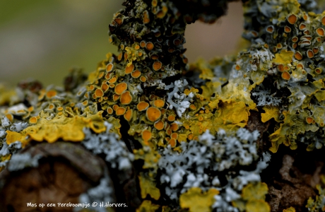 Mos op een Pereboompje.