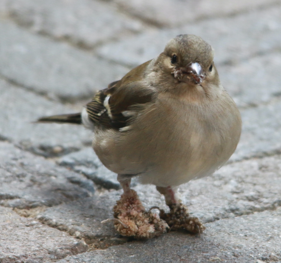 vinkje met vreemde pootjes - Vogels - Vink