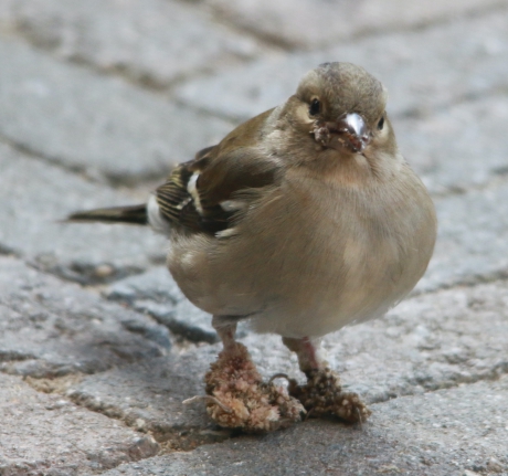 vinkje met vreemde pootjes