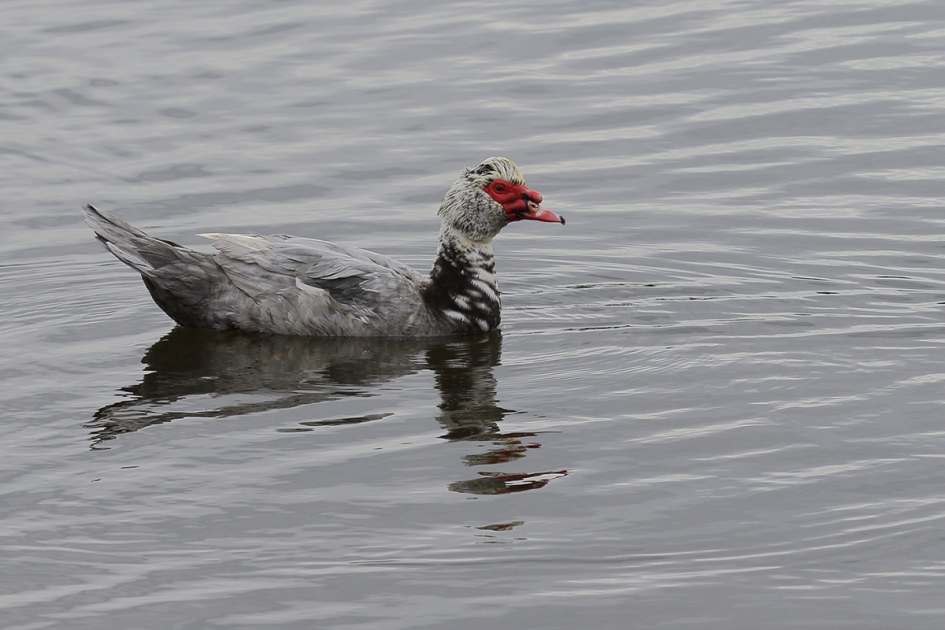 muskuseend -m- - Vogels - muskuseend