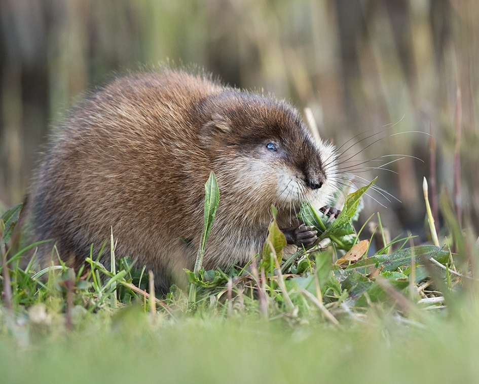 Muskusrat aan de dis. - Zoogdieren - muskusrat