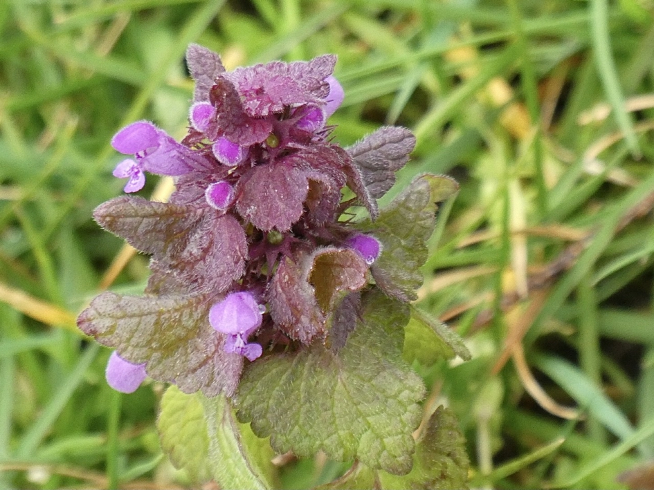 Paarse dovenetel - Planten - 